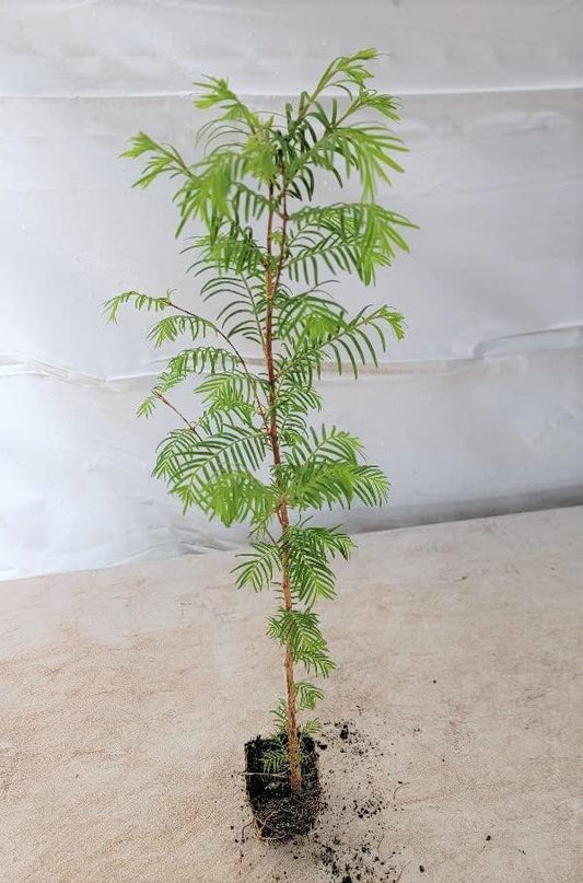 (3) - Dawn Redwood Trees - Starter Plant (LG36) (3 Live Trees)